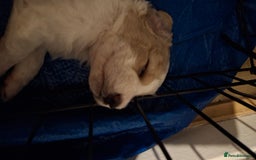 Cockapoo dogs for sale: Mr cassidy - Image 14