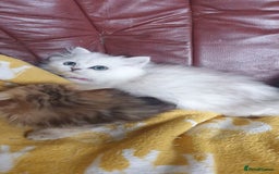 Persian cats for sale: 🌟Beautiful Pedigree Chinchilla Persian Kitten🌟 - Image 14