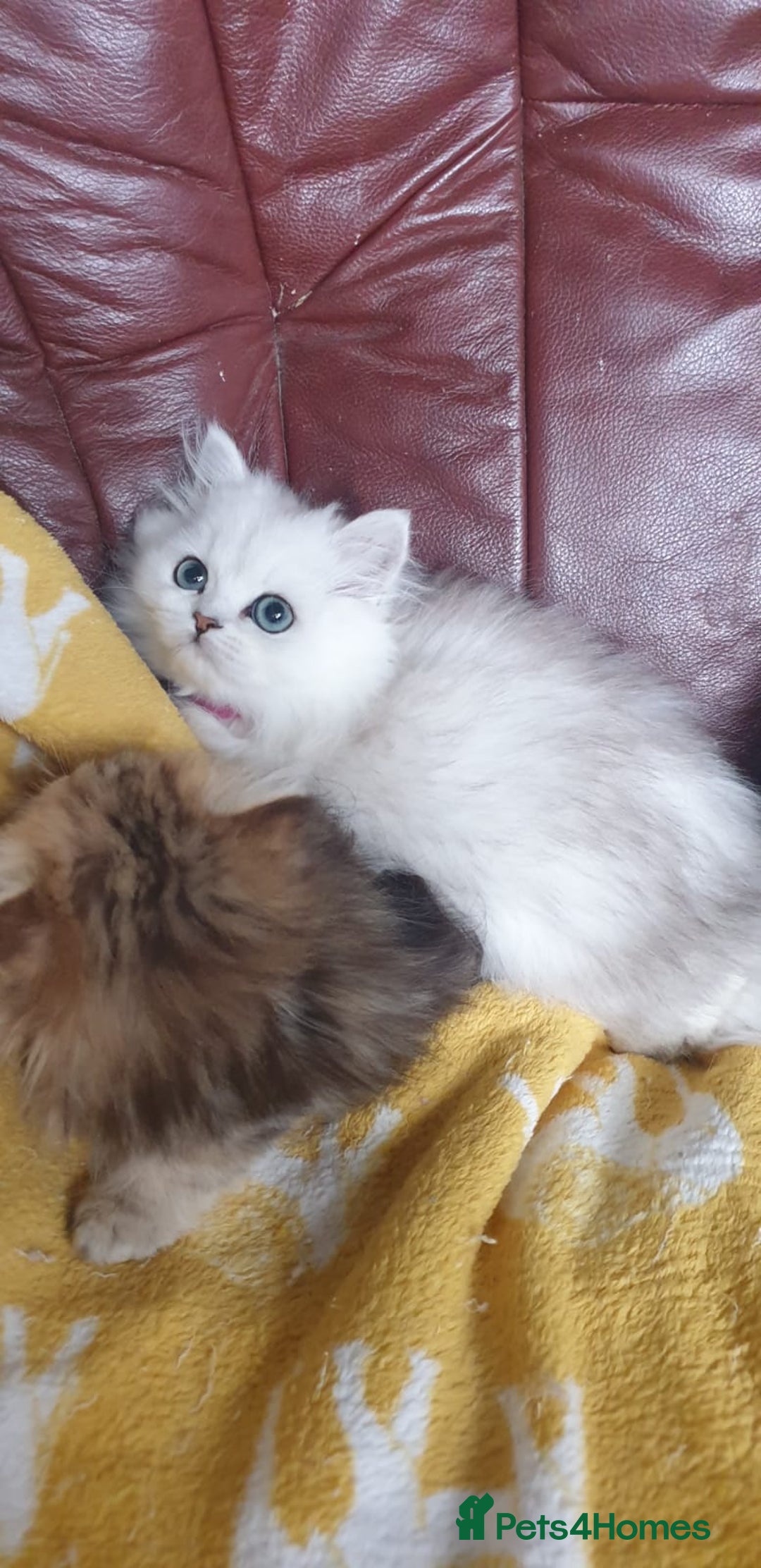 Persian cats for sale: 🌟Beautiful Pedigree Chinchilla Persian Kitten🌟 - Image 14