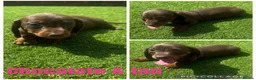 Dachshund dogs for sale: Beautiful miniature Dachshund puppies - Advert 2