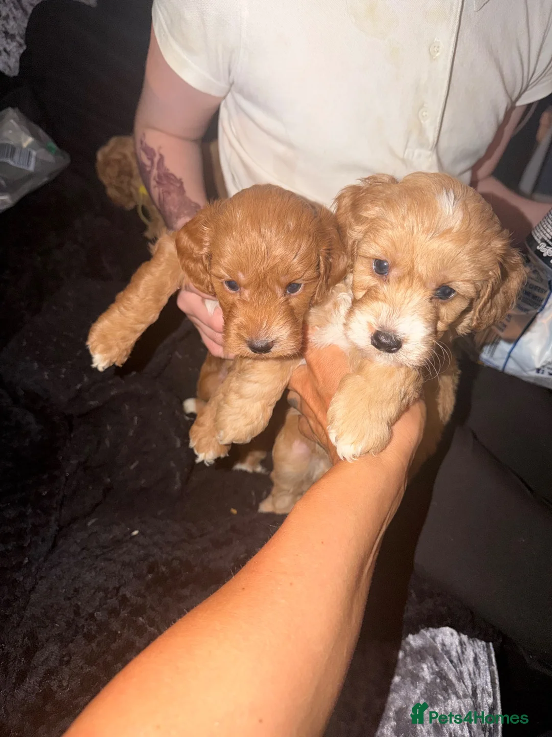 Cockapoo dogs for sale: Cockapoo boys ready to leave in 2 weeks - Advert 2