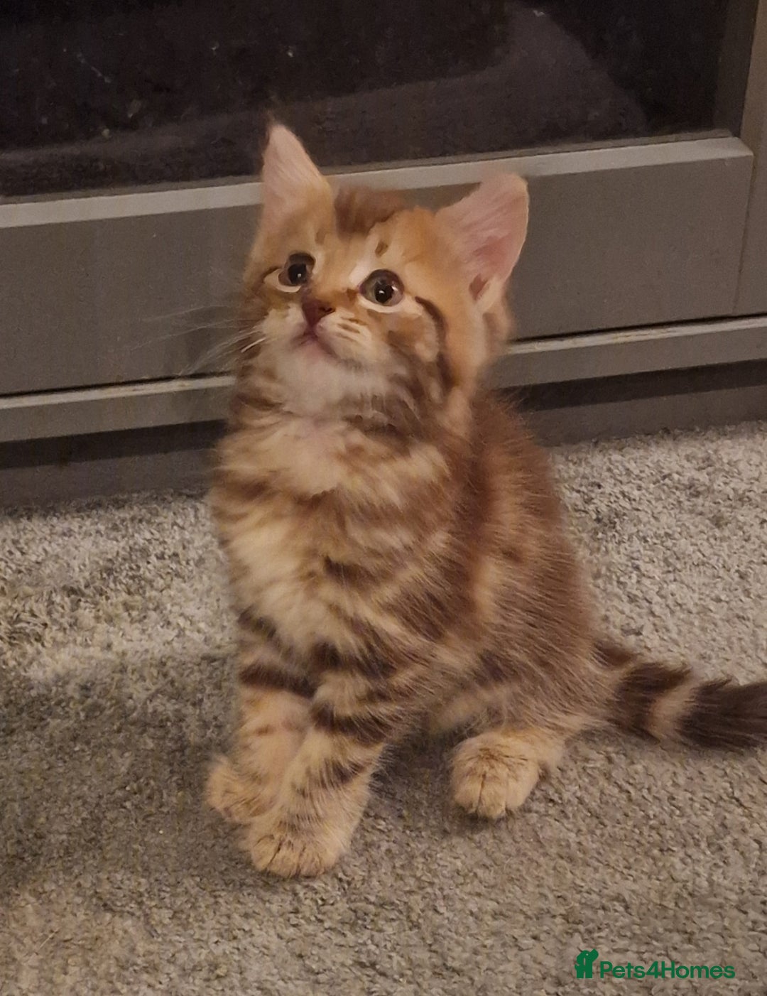 Maine Coon cats for sale: Maine Coon kittens - Image 3