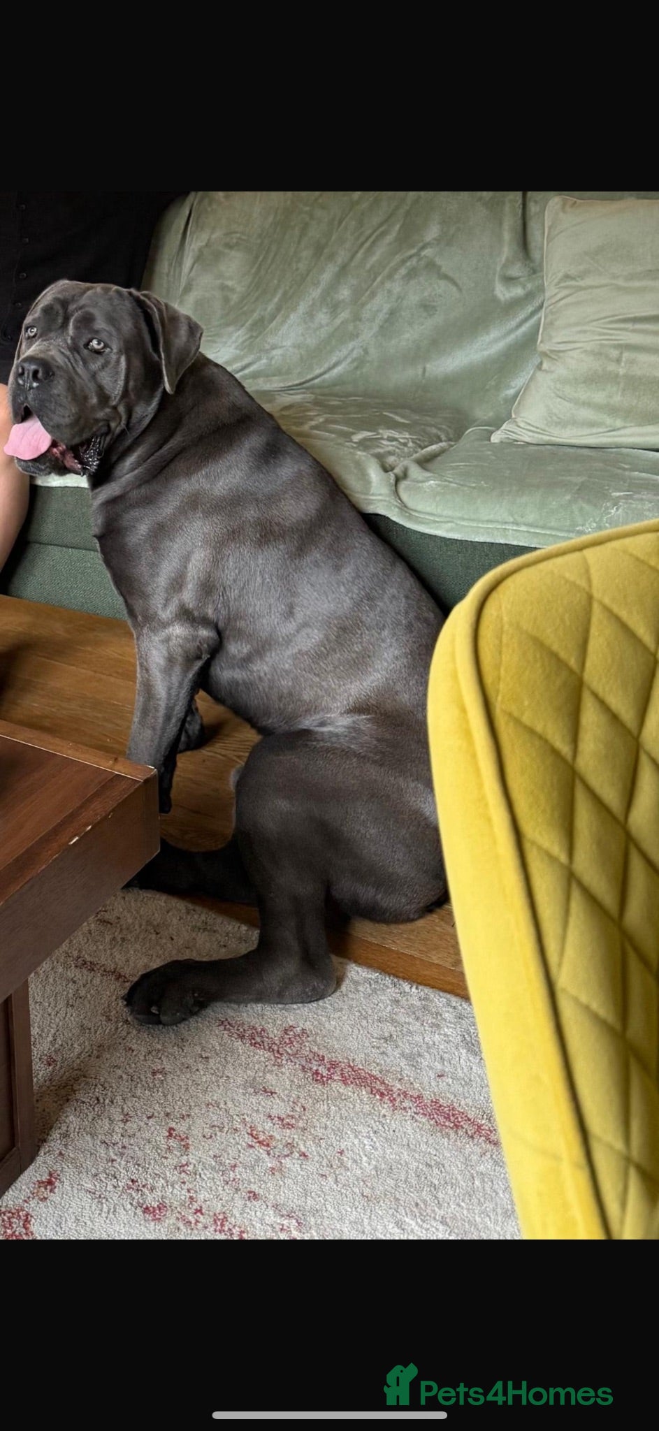 Cane Corso dogs Cane corso  - Advert 4