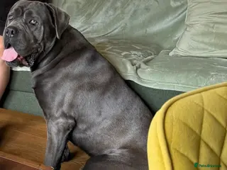 Cane Corso dogs Cane corso - Advert 1