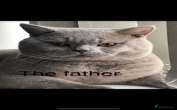 British Shorthair cats for sale: Stunning British Short Hair kitten GCCF/TICA - Image 29