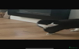 Bombay cats for sale: 2 beautiful boys 🫶🏼 - Advert 2