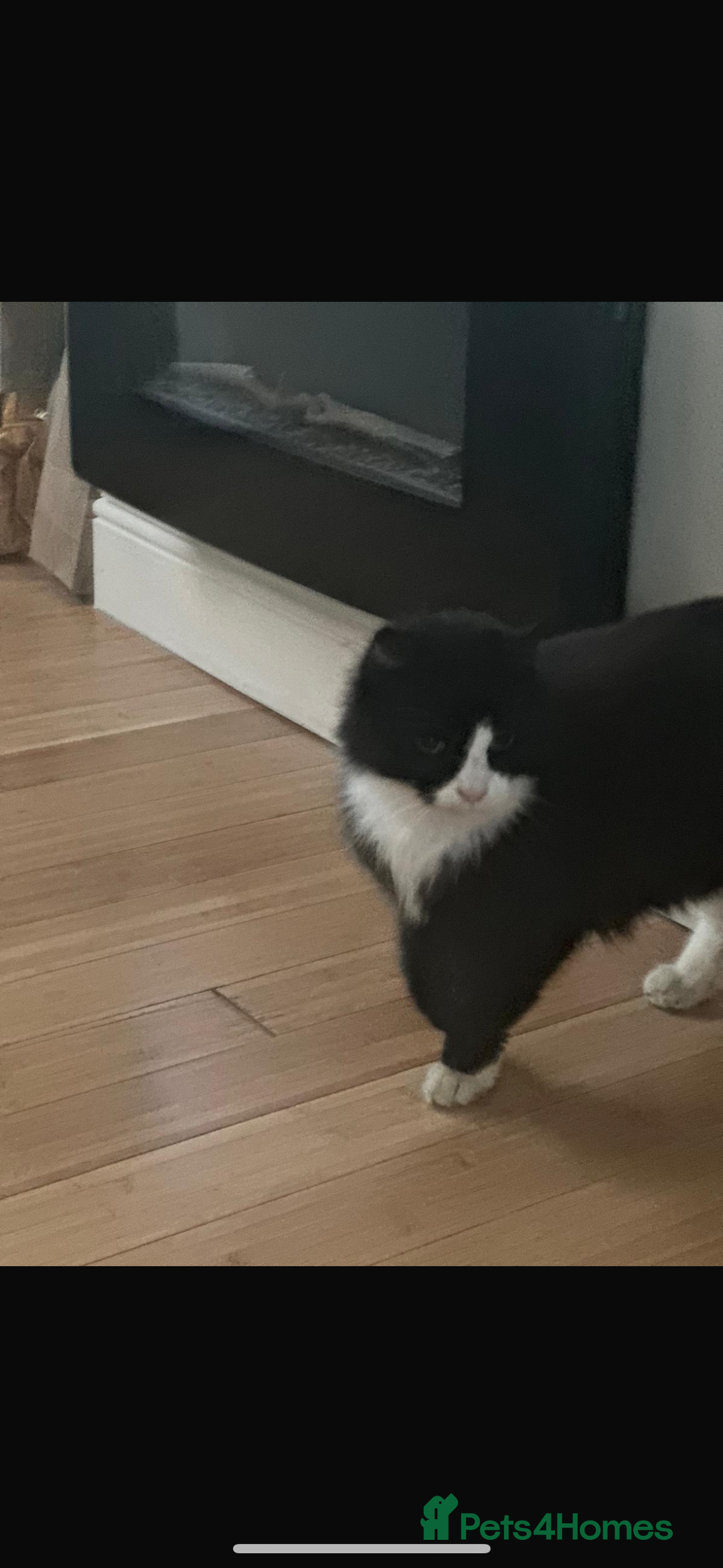 Bombay cats for sale: 2 beautiful boys 🫶🏼 - Advert 2