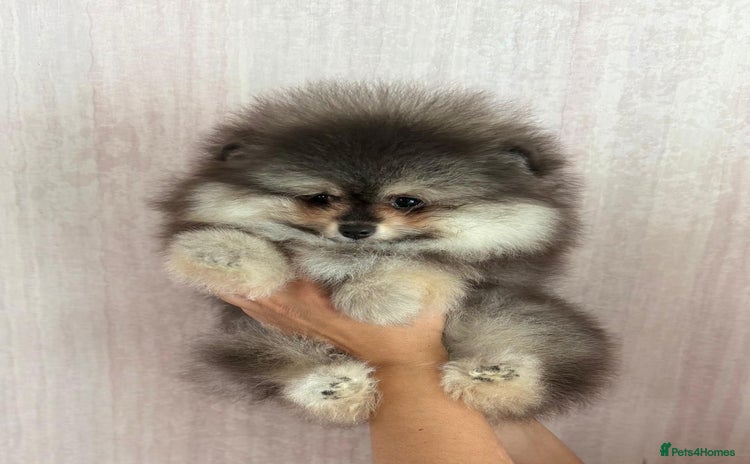 Pomeranian dogs - Advert 2