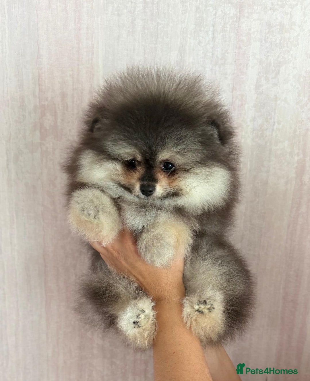 Pomeranian dogs for sale: Luxurious Tiny Pomeranian Puppies - Image 1