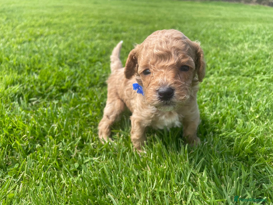 Maltipoo dogs for sale: Adorable F1b Maltipoo Puppies 4 Boys Available 🐾 - Image 4