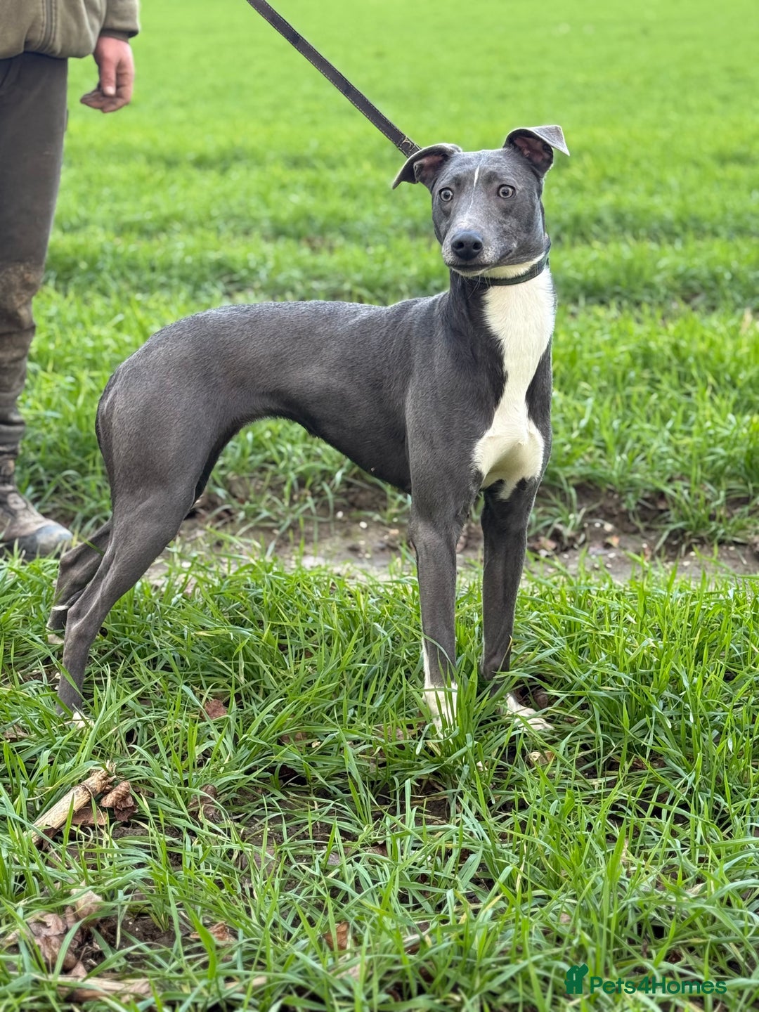 Lurcher dogs for sale: Saluki bull grey X Beddy Whippet - Advert 2