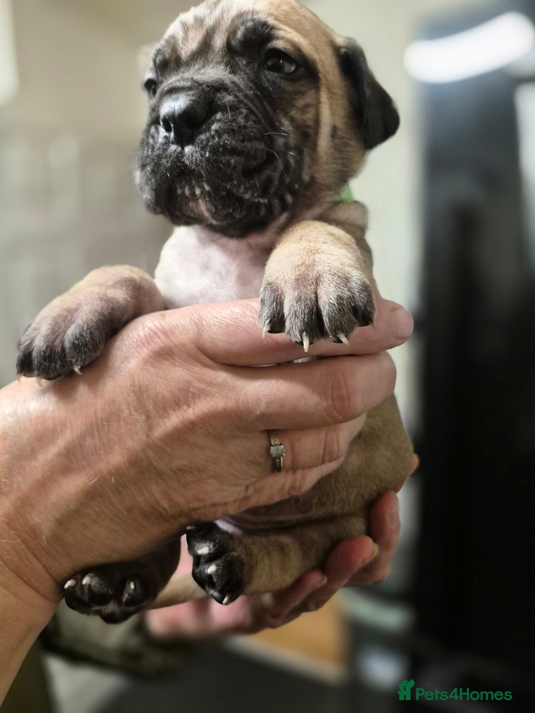 Cane Corso dogs for sale: Mum (3/4 cane corse) Dad (Full Cane corso)KANO - Advert 5