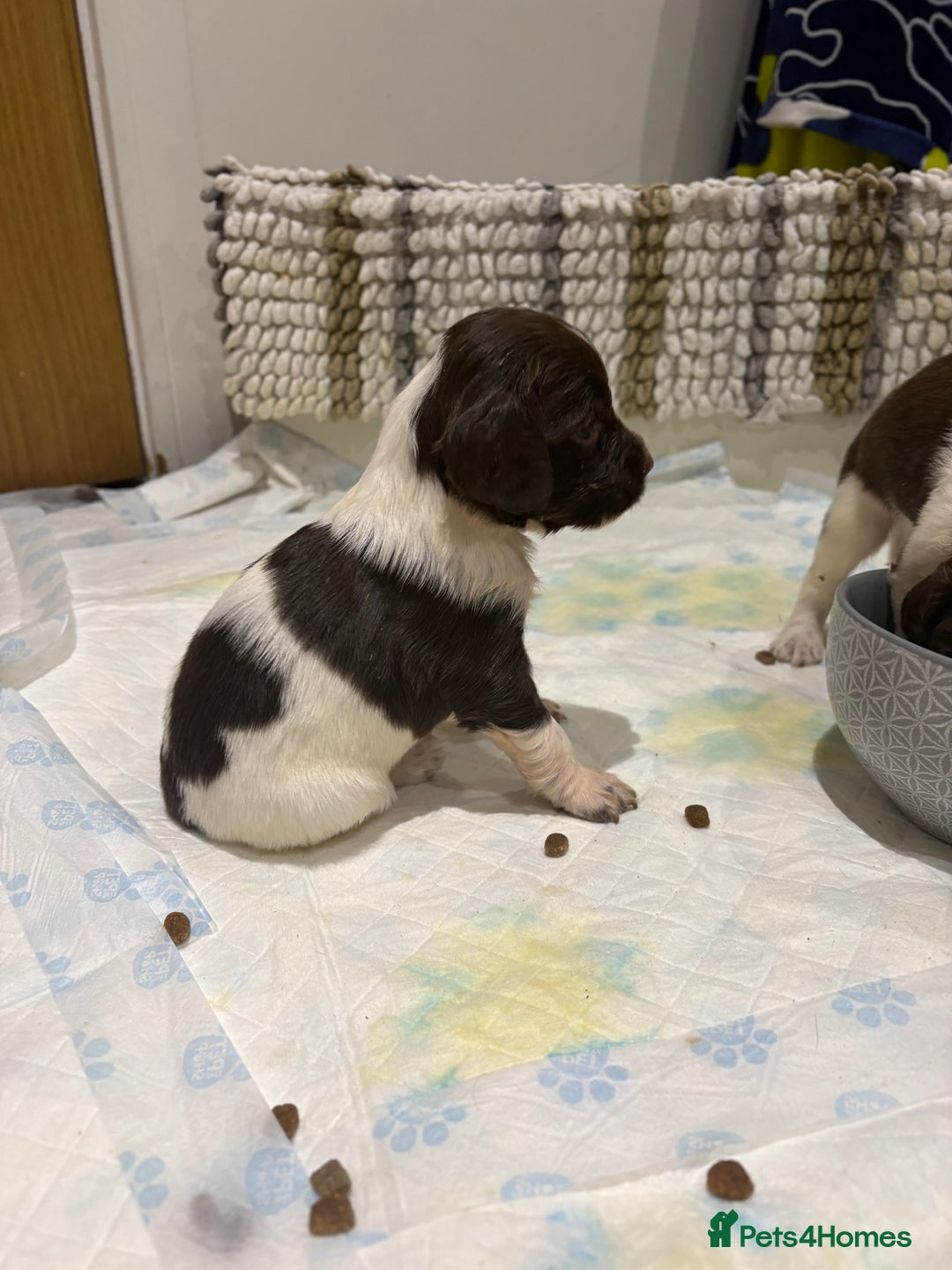 English Springer Spaniel dogs for sale: Quality English springer spaniel puppies  - Advert 3