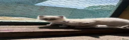 Ragdoll cats for sale: 4 Full Breed Ragdolls - Advert 4