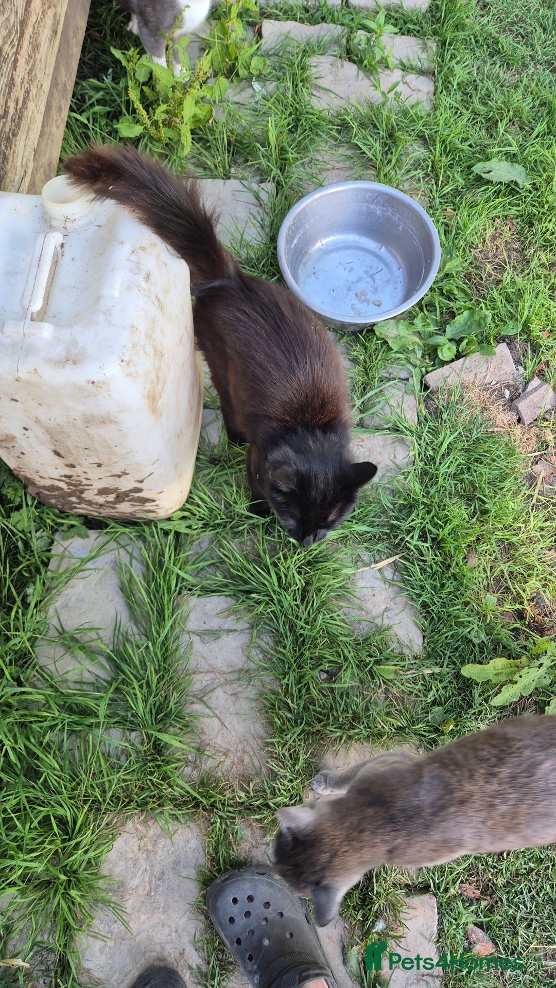 Mixed Breed cats for sale: Lovely  kittens  ready  to go - Image 8