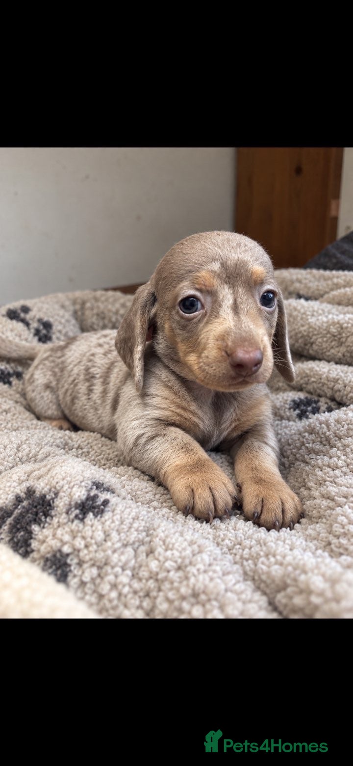 Miniature Dachshund dogs Beautiful Miniature Dachshund Puppies  - Advert 1