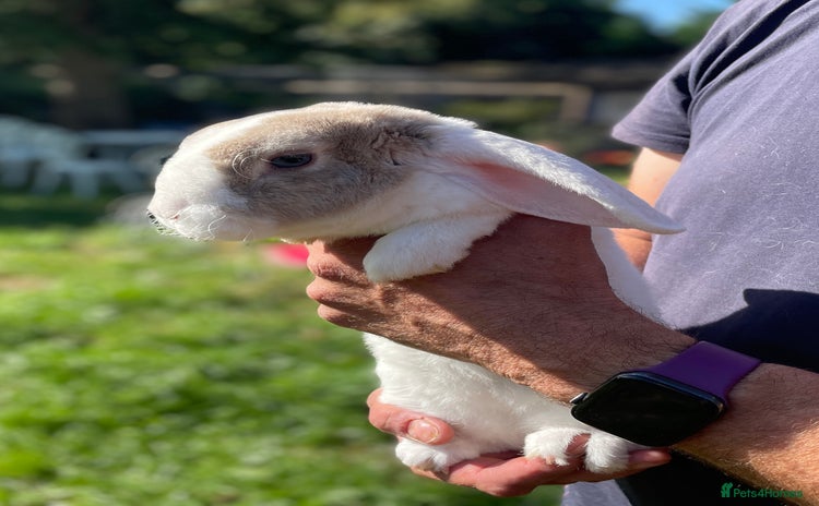 Mini Lop rabbits - Advert 14
