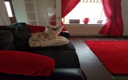 Chihuahua dogs for stud: Sir tom jones - Image 1