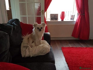 Chihuahua dogs - Advert 6