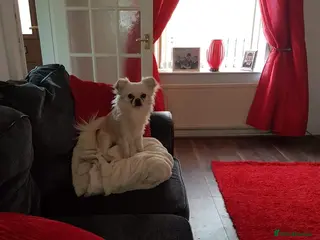 Chihuahua dogs Sir tom jones - Advert 2