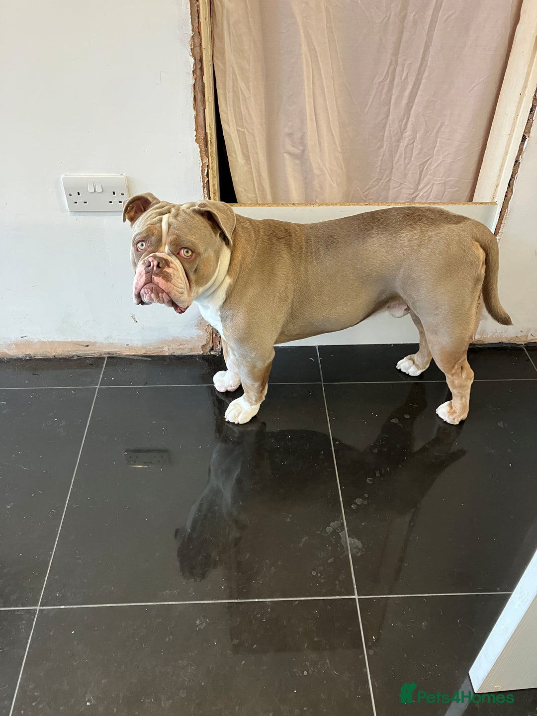 Olde English Bulldogge dogs for sale: Dave - 8.5 Month Old Friendly dog needs new home - Image 5
