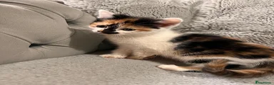 Mixed Breed Kitten 4