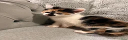 Mixed Breed cats for sale: 5 x female kittens available  - Advert 11