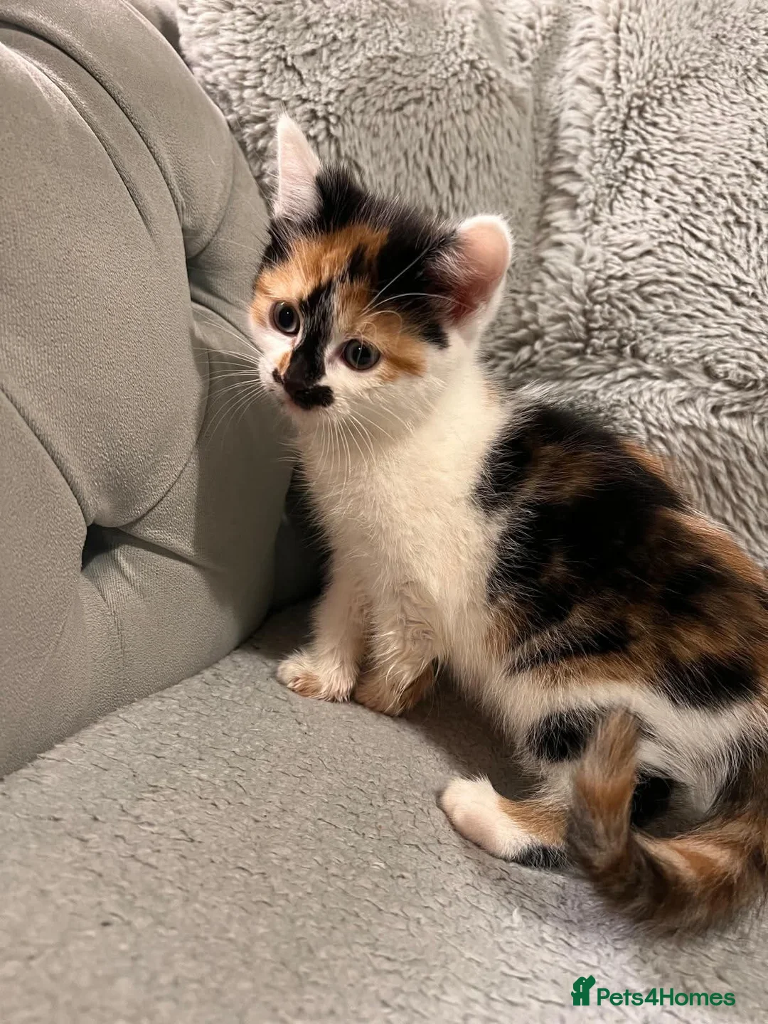 Mixed Breed cats for sale: 5 x female kittens available  - Advert 11