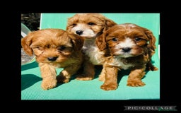 Cavapoo dogs for sale: Health tested TOY CAVAPOOS KC Parents - Image 9