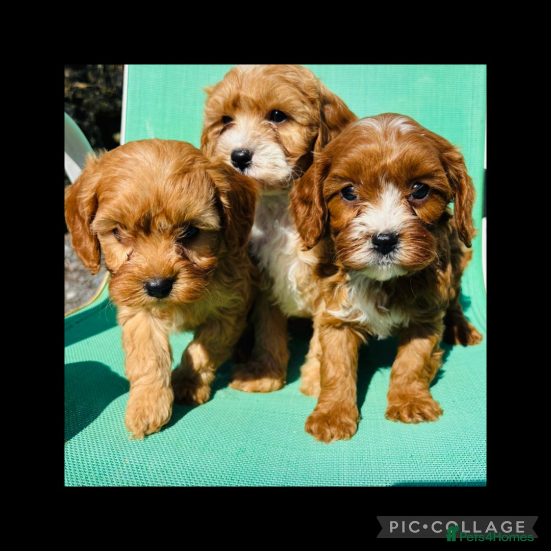 Cavapoo dogs for sale: Health tested TOY CAVAPOOS KC Parents - Image 9