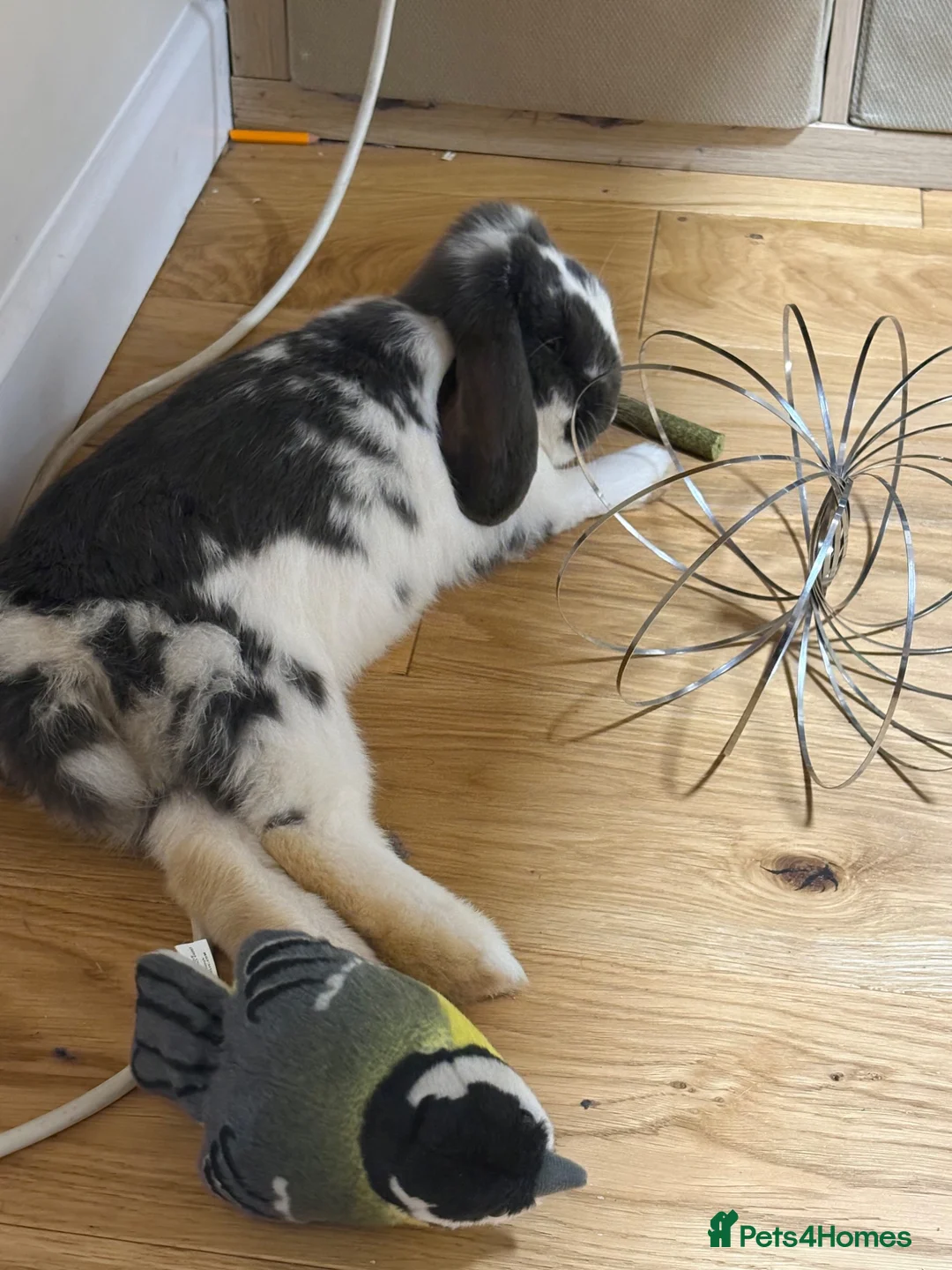 Mini Lop rabbits for sale: Male mini lop  - Advert 2