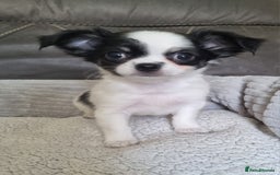Chihuahua dogs for sale: Beautiful longhaired chihuahua boys ready now  - Image 7