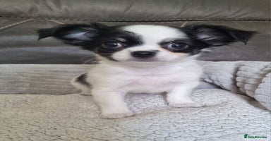 Chihuahua dogs - Advert 5