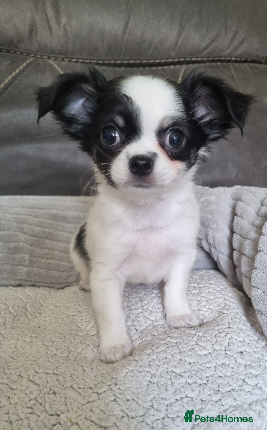 Chihuahua dogs for sale: Beautiful longhaired chihuahua boys ready now  - Image 7
