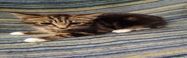 Mixed Breed 4