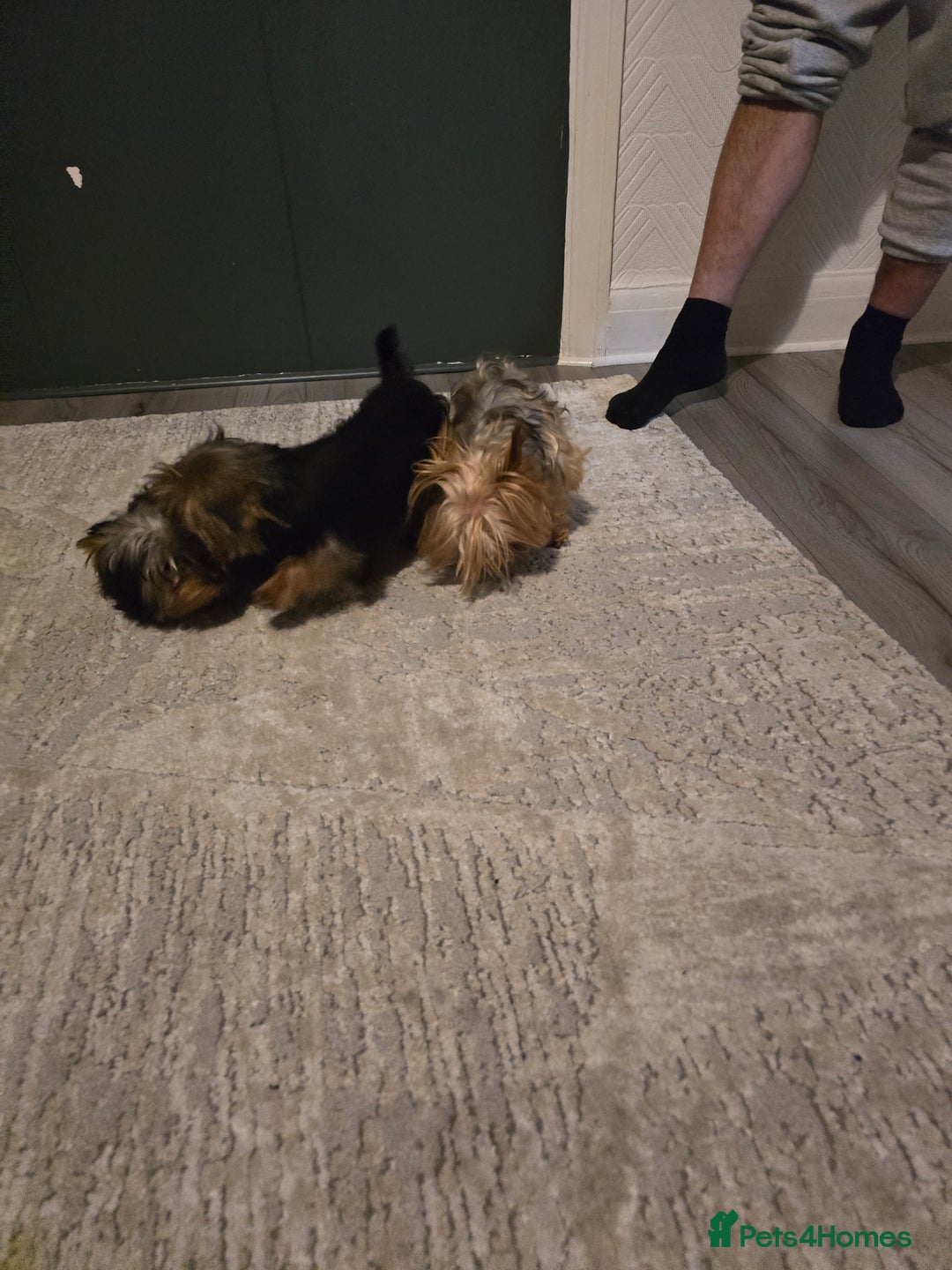 Yorkshire Terrier dogs for sale: Yorkshire  - Advert 12