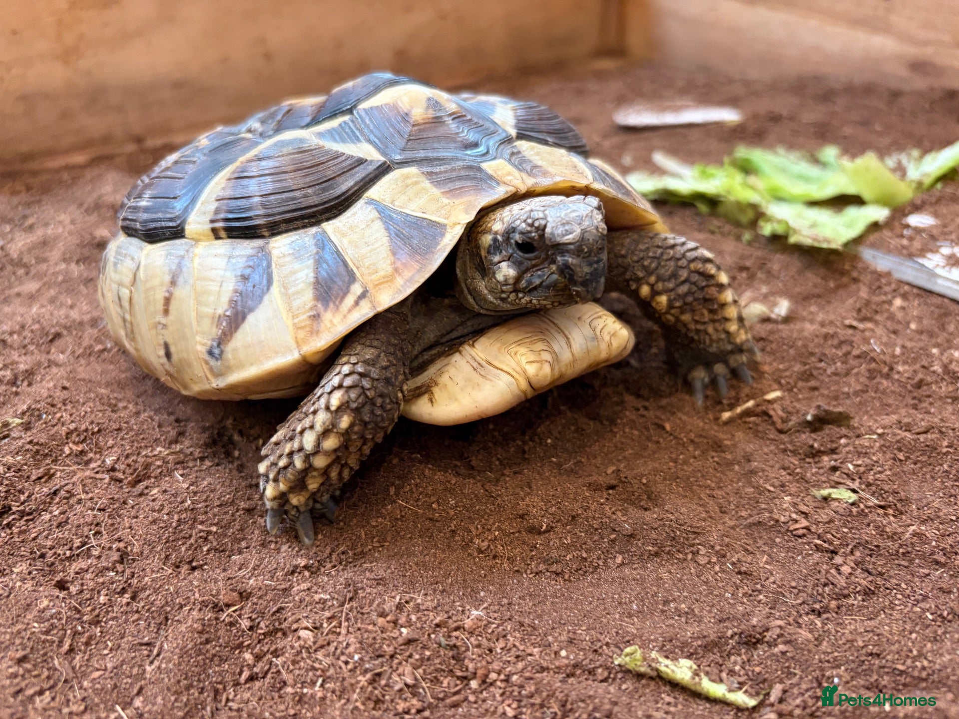 Tortoise reptiles Hermann’s Tortoise with Enclosure & Certificate - Advert 1
