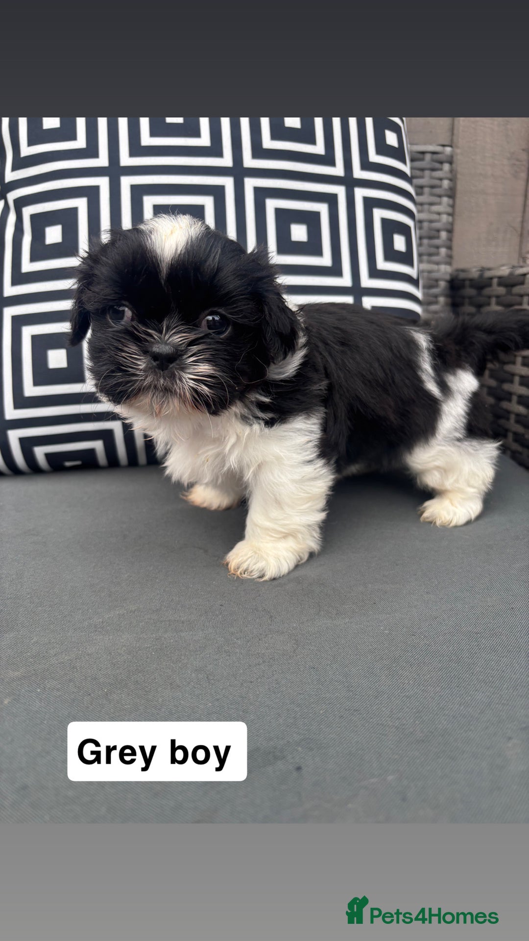 Shih Tzu dogs for sale: Shih tzu  - Image 4
