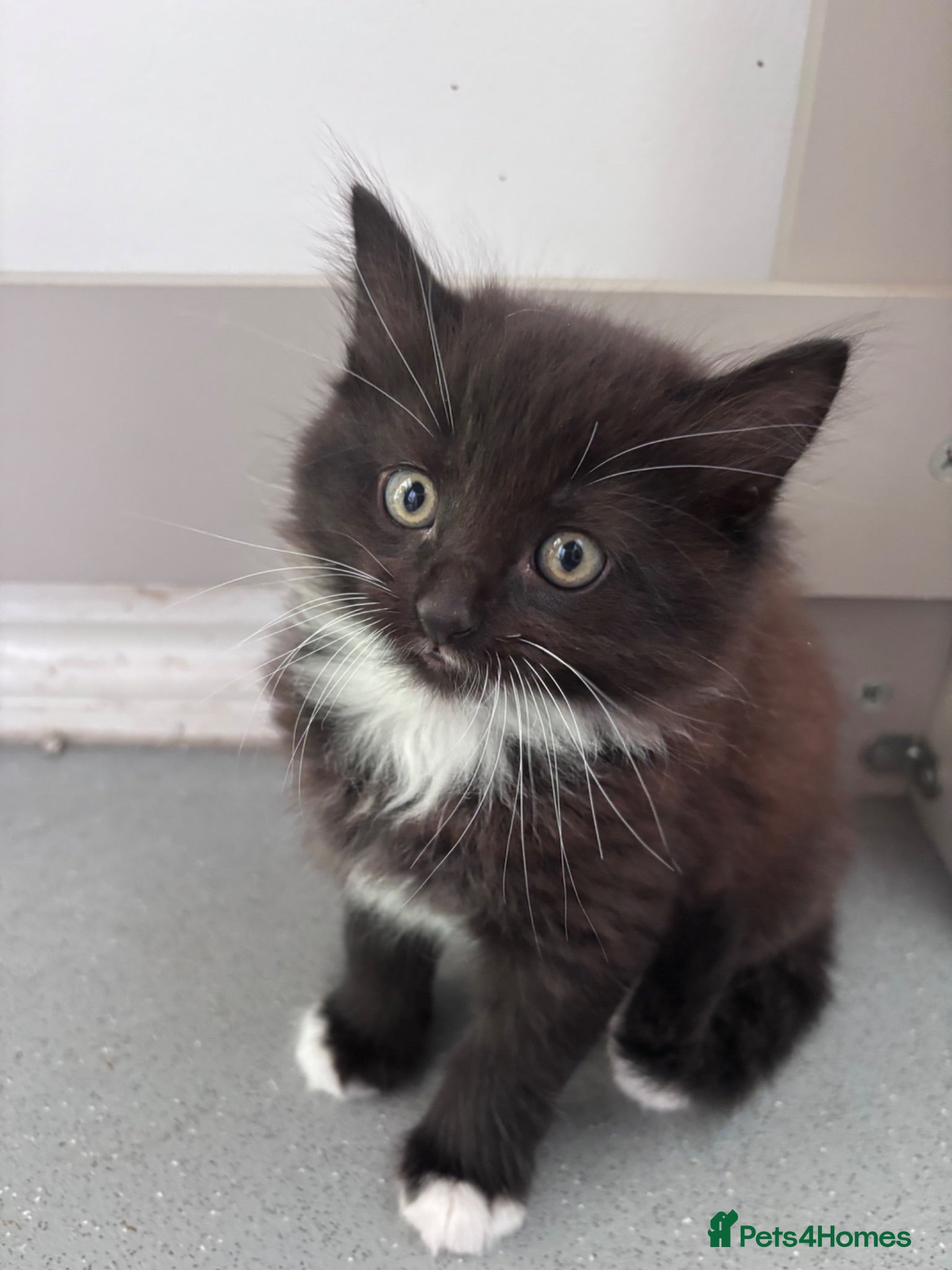 Mixed Breed cats 3 Beautiful kittens available  - Advert 10