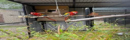 Macaws birds for sale: Scarlet Macaws  in Spalding - Advert 3