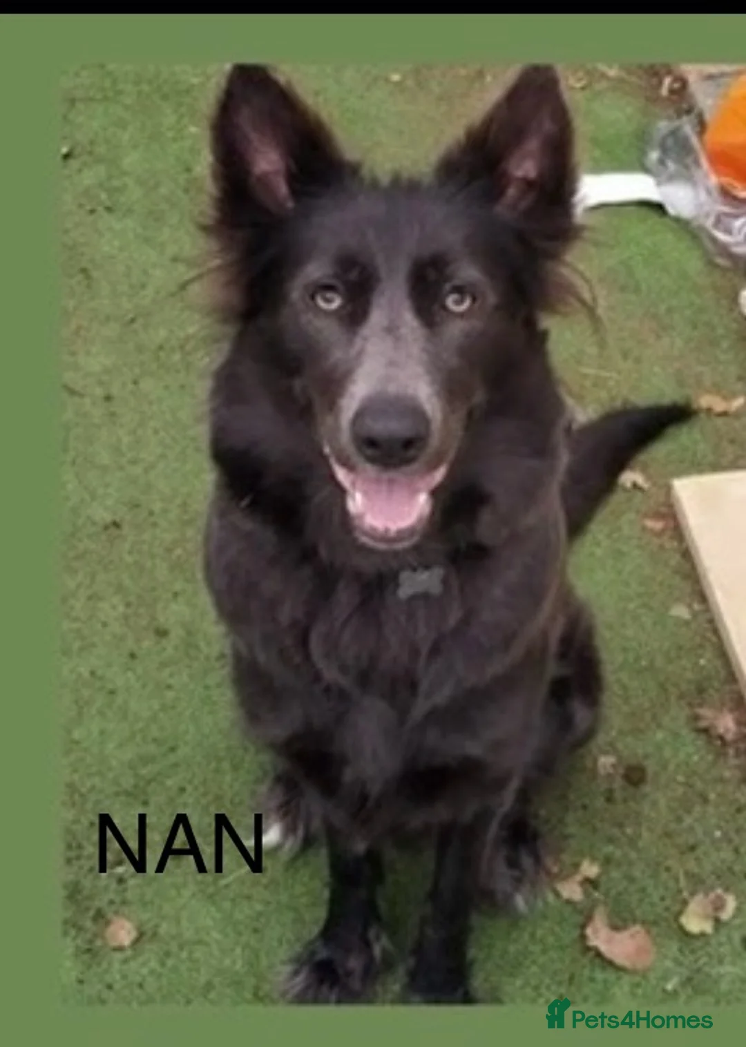 German Shepherd dogs for sale: Straight-Back German Shepherd Puppies  - Advert 23