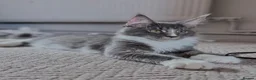 Maine Coon cats for sale: Licensed XXL Maine Coon kittens - Advert 12