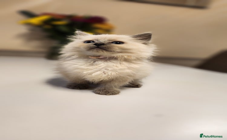 Ragdoll cats - Advert 10