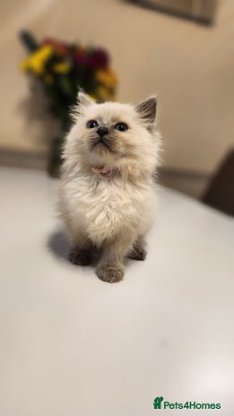 Ragdoll cats - Advert 10