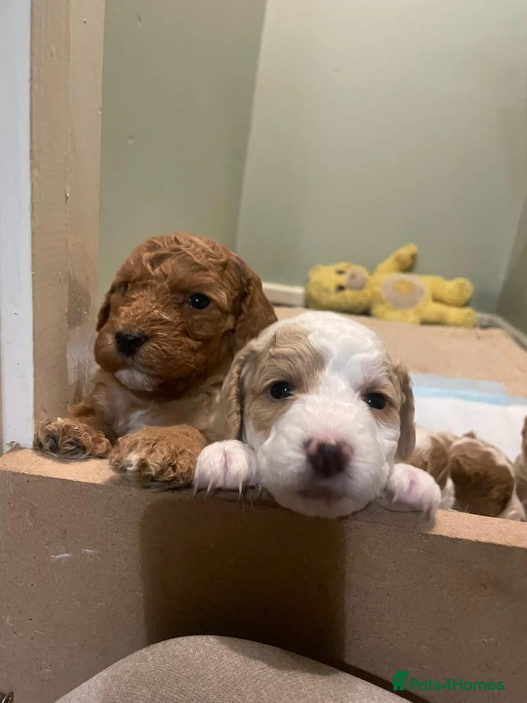 Cockapoo dogs for stud: Proven Red & white F1 cockapoo stud dog. in Barnsley - Advert 34