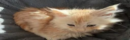 Maine Coon cats for sale: Maine Coon Cross Kittens  - Advert 23