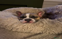 French Bulldog dogs for sale: 7 month old French Bulldog FORSALE  - Advert 4