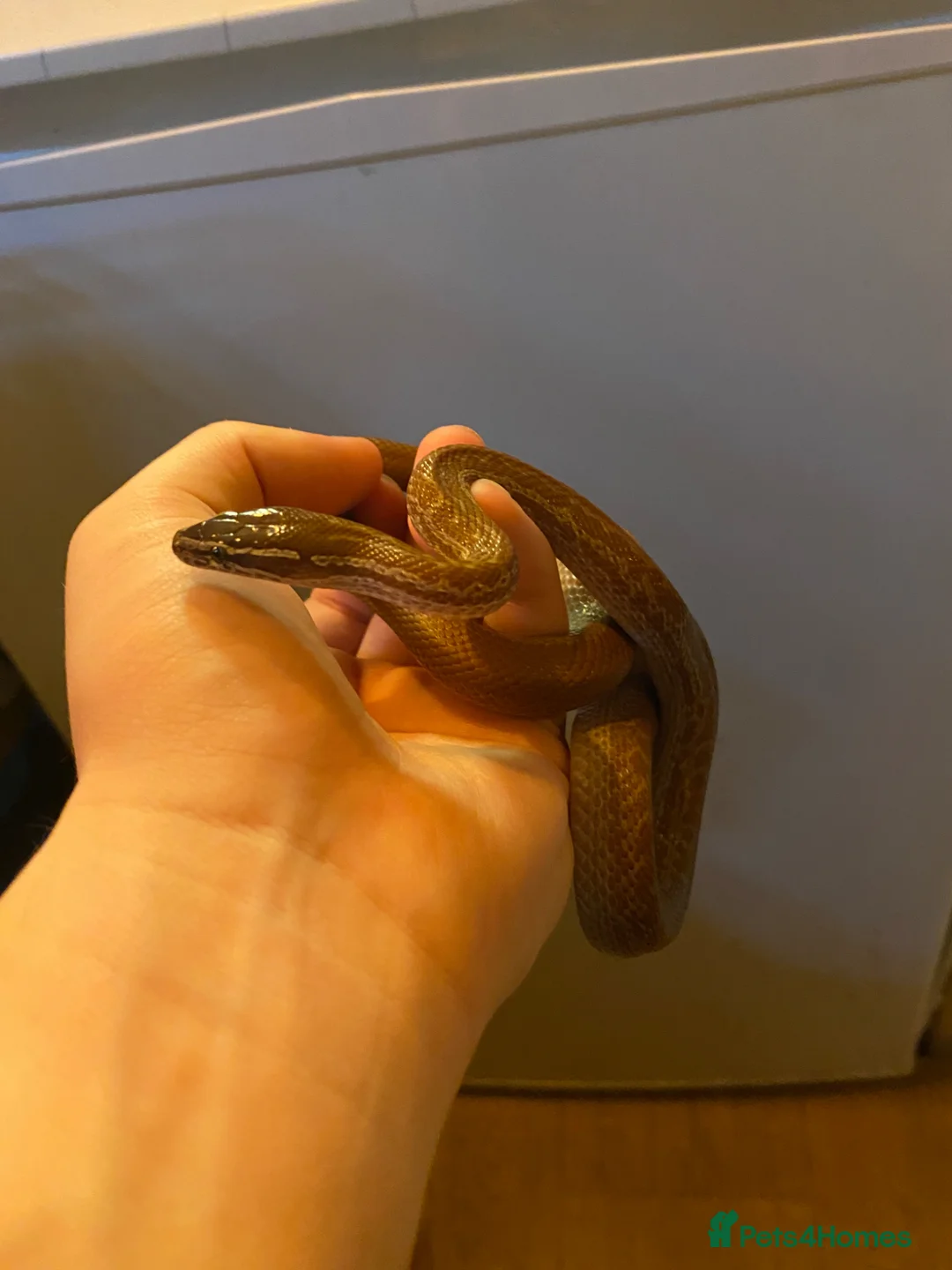 Snake reptiles for sale: African House Snake  - Advert 2