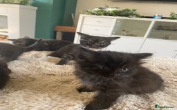 British Shorthair cats for sale: Adorable kittens  - Image 6