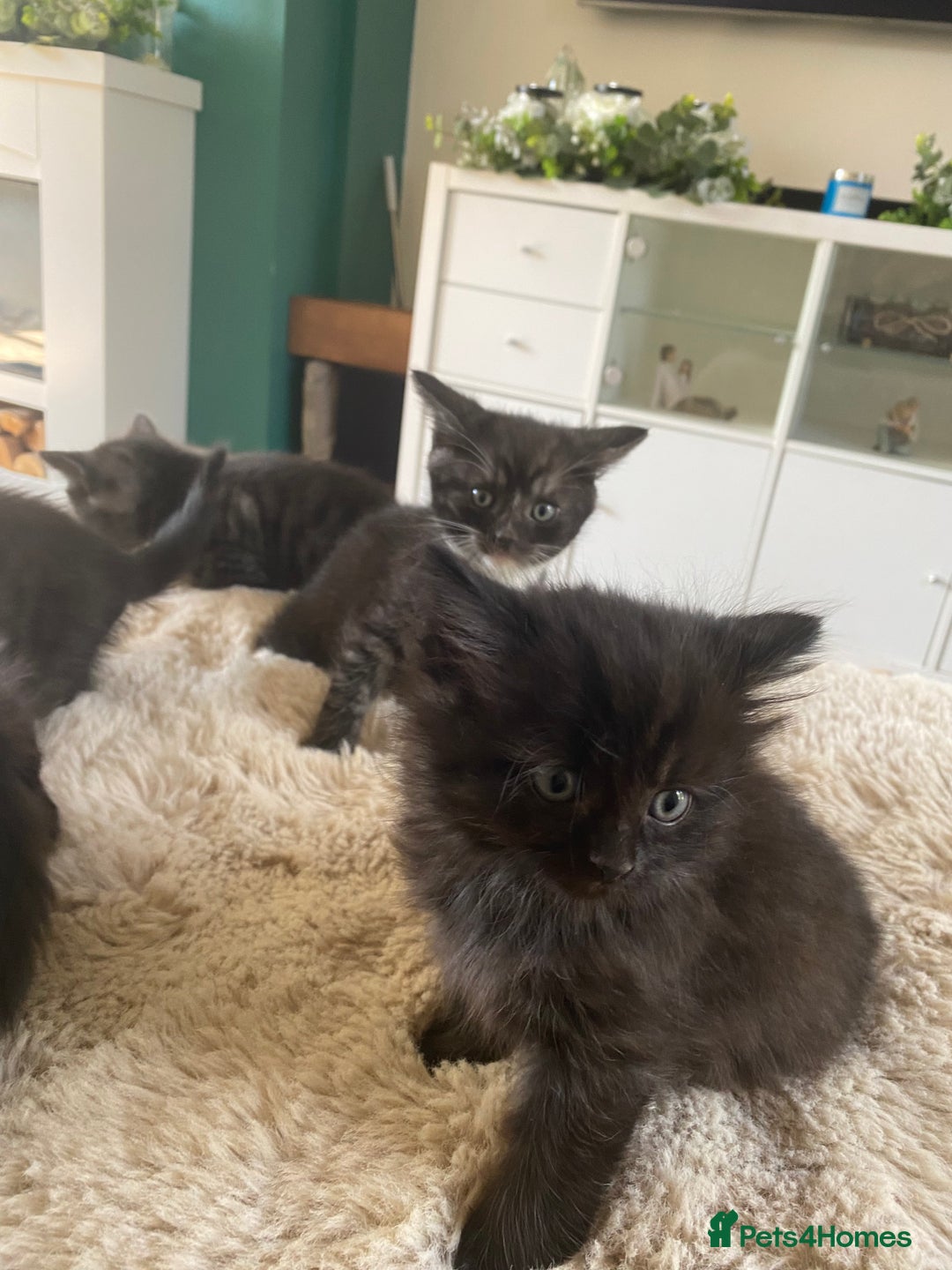 British Shorthair cats for sale: Adorable kittens  - Image 6